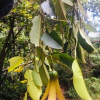 Anthoshorea hulanidda (Kosterm.) P.S.Ashton & J.Heck. Kosterm.